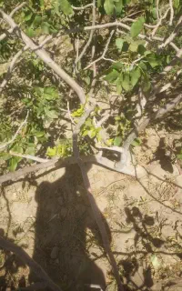 پتال کنی تخصصی درخت پسته
