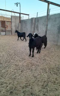 بز چاق