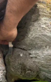 عسل وحشی زاگرس (عسل کوهی)