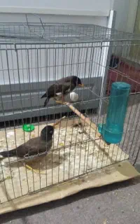 جوجه مینا تهرانی