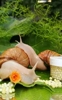 پرورش حلزون