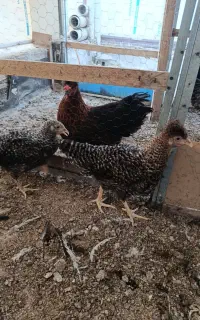 جوجه نوچه مرغ گلپایگانی اصلاح نژاد شده