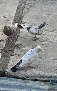 کبوتر پلاکی