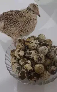 بلدرچین