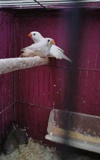 فنج