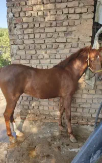 کره مادیون کرد