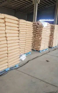 بذر ذرت مغان ۷۰۴