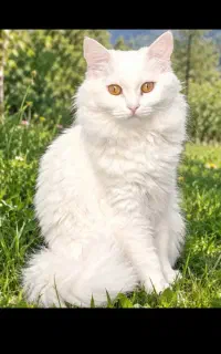 گربه پرشین یک ساله نر