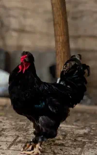 خروس برهما اصیل