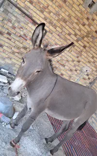 خر والاغ