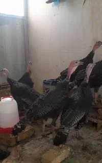 فروش ۷عدد بوقلمون ماده