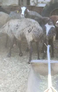 یک عدد میش گم شده