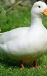 فروشه سه عدد اوردک