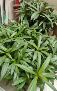 حراج تعداد محدود از گلهای زیبا
