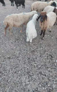 دو بره چاق نر