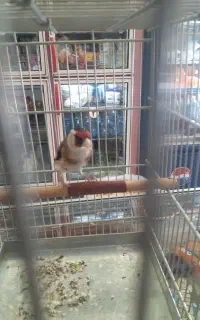 ماده سهره چهار گل