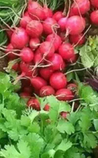 پاک کردن سبزی پذیرفته میشود