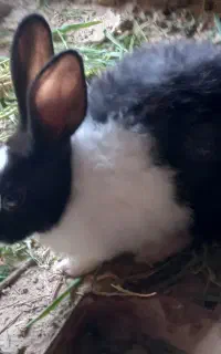 خرگوش باهوش  وزرنگ