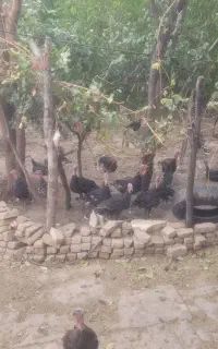 تعدادی بوقلمون تکی و کلی