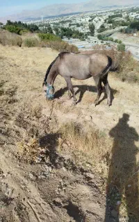 اسب نریون