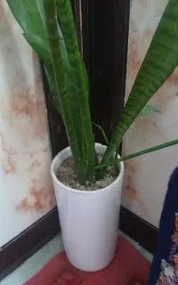 گل و گلدان سالم سرحال