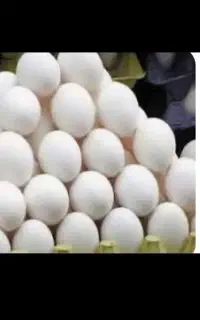 خاگ محلی خالص نطفه دار