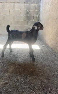 کهره نر کاموری وبز دو کهره ای