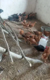 جوجه گلپایگان موجود میباشد