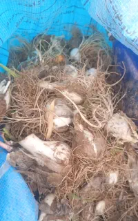 موسیر کوهی