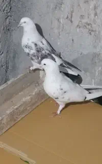 کفتر پرشی آسمون خراش