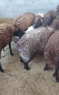 فروش بره