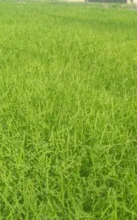 بذر شالی بدون نرک دم سیاه
