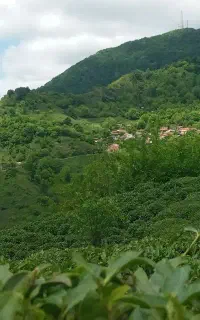 چمن زنی و علف تراشی درگیلان