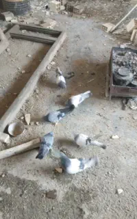 کبوتر