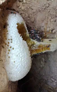 عسل کوهی درجه یک و به شرط