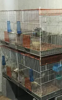 قفس جوجه پران