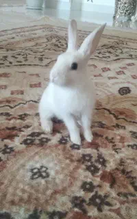 خرگوش