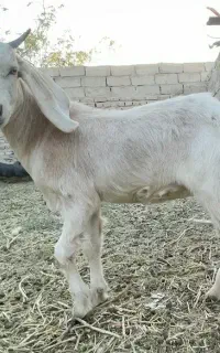 کهره بز