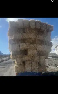 کاه پرسی گندم زارع دیم