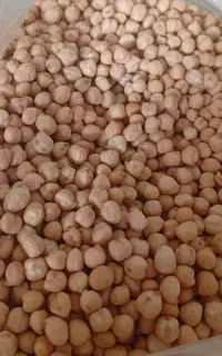 نخود‌ آبگوشتی ‌زود‌پز