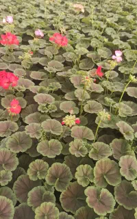 گلخانه تولید گل،شعمدانی،اطلسی،کالانکو،حسن یوسف