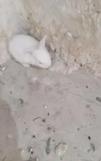 خرگوش باهوش