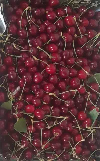 گیلاس