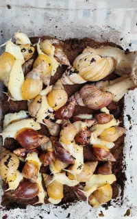 حلزون اچاتیا البینو مولد