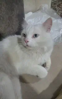 فروش یک گربه ازنژاداسکاتیش نر