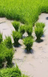 نشاوسینی علی کاظمی پرپشت آماده
