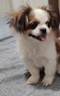 توله سگ 5 ماهه از نژاد پامرین پیکینیز