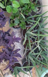 گلهای بسیار زیبا