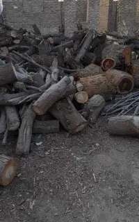 خریدار انواع چوب گز و اوکالیپتوس