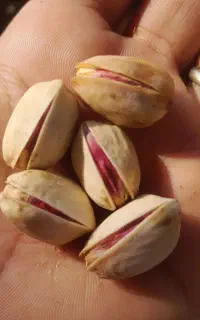پسته درشت وتازه  یساقی